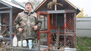 КАК БЫСТРО ПОДНЯТЬ ЦЫПЛЯТ!