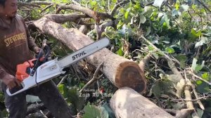 Dangerous, tree sliding, Teak tree felling - STIHL MS 881