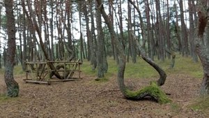 Мой отпуск. День 3. Зеленоградск. Куршская коса. Танцующий лес