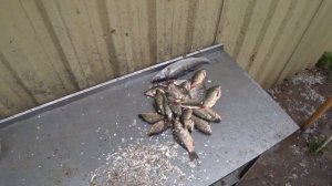 Рыбалка на ВЫШКЕ 2021  День 4. Астраханская область  р Бахтимир Ловим рыбу на ужин  Делаем пилькеры