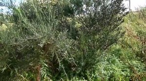 The Broom (Cytisus scoparius) - Nature Insights