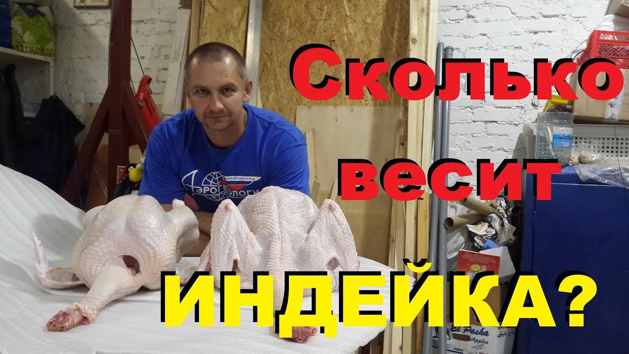 Индейка Хайбрид Конвертер. Вес тушки в четыре месяца.