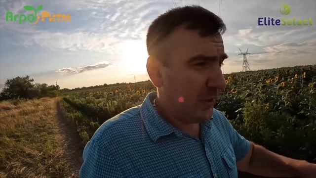 Нормы высева подсолнечника от 30 тысяч - Украинская селекция - Саксон и Альдазор. Ленивый корень.