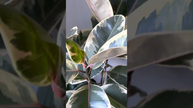 Фикус тинеке 120 см. Заказать в СПб inst @janaplants смотреть онлайн