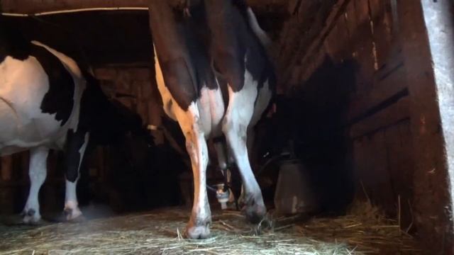 Как подоить корову, которая брыкается!Вечерняя дойка! смотреть онлайн