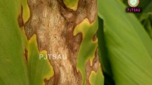 LEAF SPOT AND BLOTCH MANAGEMENT IN TURMERIC