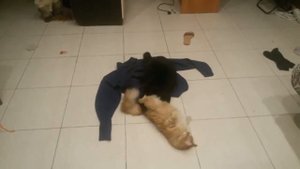 Кот делает куни