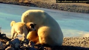 Белый медведь приблизился к собаке сидевшей на цепи! То что случилось дальше - невероятно!