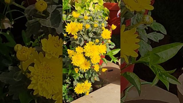 Beautiful Yellow Chrysanthemum Flowers Plant in My Little Garden, KK Home Gardening, chrysanthemum