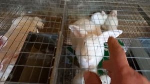 обработка помещения Натрия хлоридом.