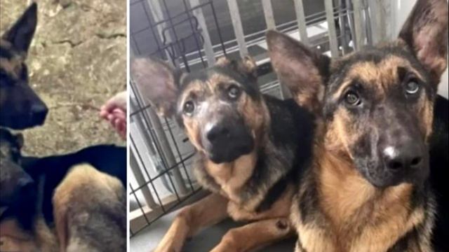 Две забитые овчарки жались друг к другу. С ними произошло ужасное! смотреть онлайн