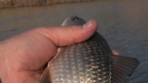 ЛОВЛЯ КАРАСЯ НА  ПОПЛАВОК МОРМЫШКУ МАСТЫРКУ