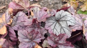 Как выглядит гейхера Sugar plum весной