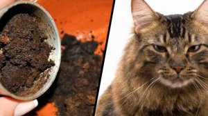 Необычное применение использованного кофе