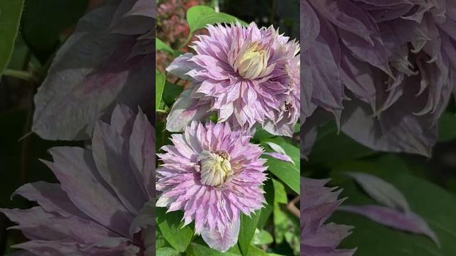 Роскошная Жозефина смотреть онлайн