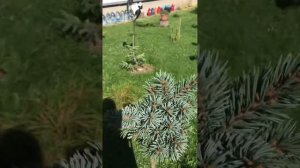 Прогулка. Хвойный сад Надежды