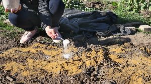 Секрет на миллион! Самый крупный чеснок растет только после этого нехитрого приема в сентябре.