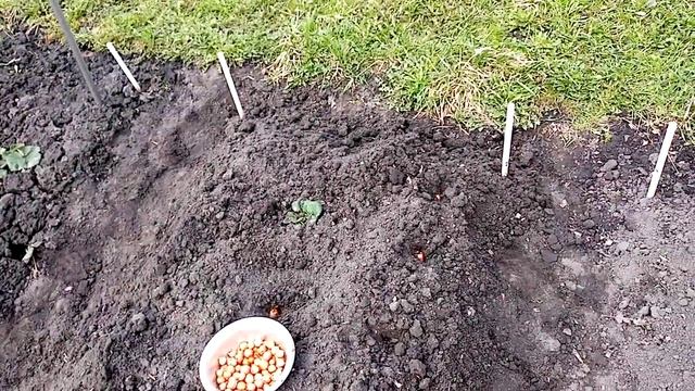 Посадка Лука Севка по Клубнике. Как это Делаю. 16 апреля 2021г. смотреть онлайн