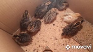 Инкубация Перепелов! Успешное? из магазинных Яиц