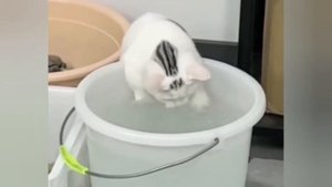 Взгляните! Самая интересная и смешная подборка котов!!