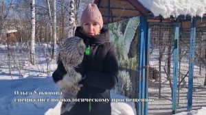 Экологи выхаживают хищную птицу.