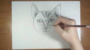 Как нарисовать кота карандашом.