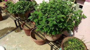 Pot size for chrysanthemums , Chrysanthemum mission 1000, 2019-20,Part 4