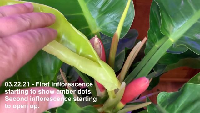 Pollination | How to pollinate philodendron moonlight | Success or Fail? смотреть онлайн