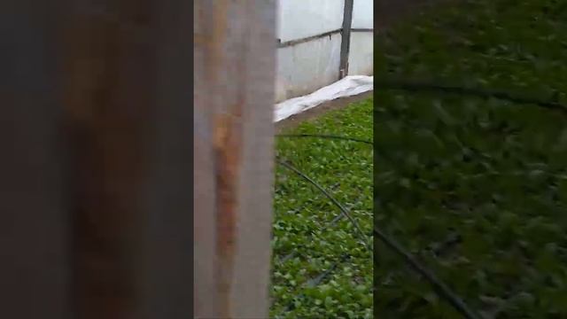 Редиска в теплице сорт силистра смотреть онлайн