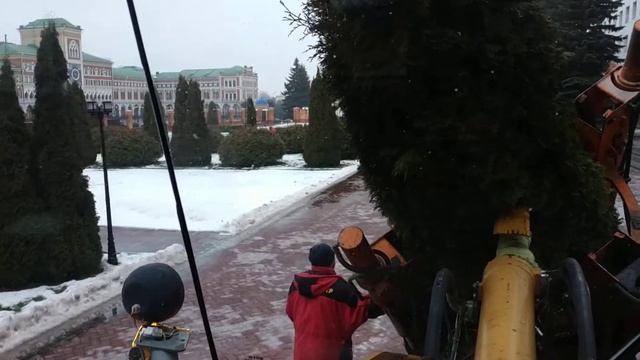 Пересадка туи. На площади города. смотреть онлайн