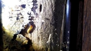 Огромный солдат домашних термитов! Зачем он нужен? (Zootermopsis angusticollis)