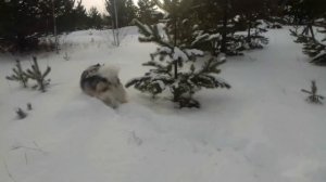 Создан ли Маламут для Охраны ?