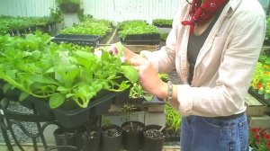 Rooting wave petunias with Lauren Quarltere