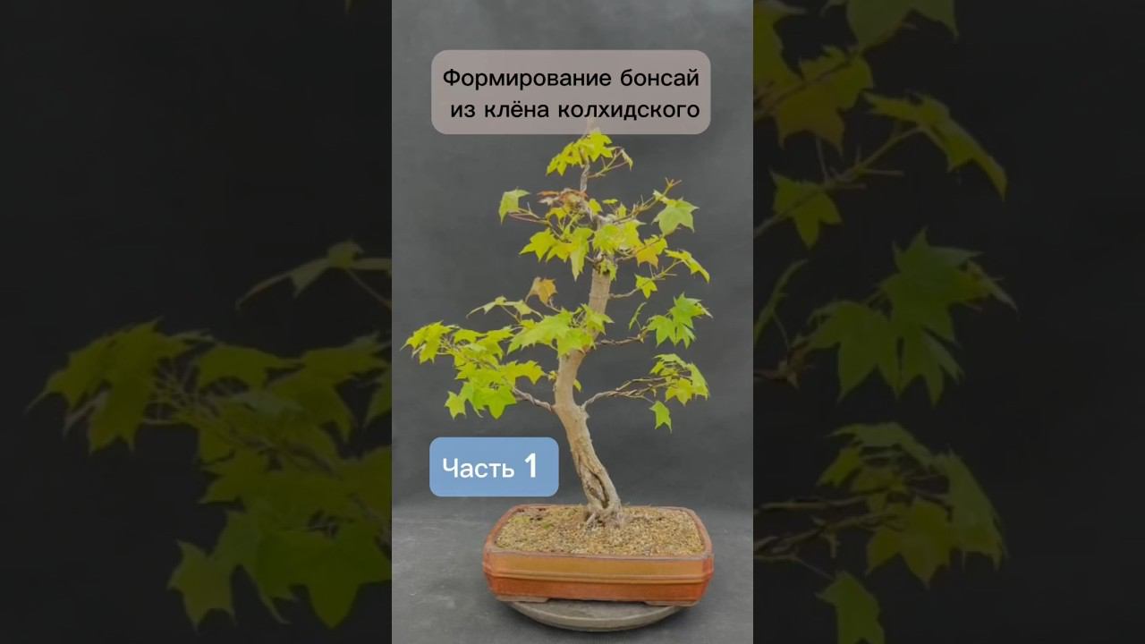 Формирование бонсай из клена колхидского. Часть 1. #бонсай #bonsai #ниваки #клен #андрейдарусенков