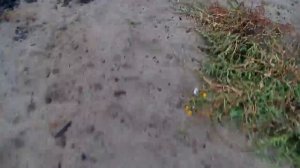 Как посадить сливы из косточек