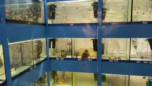 Живность в зоомагазине «Зоотрейд» (Константа) г.Екатеринбург