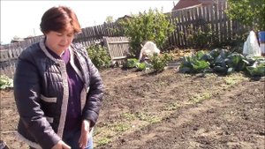 Осеннее мульчирование  Посев сидератов. Кольцова Ирина