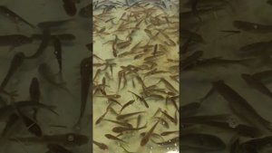 Кормление Белого Амура скошенной травой
