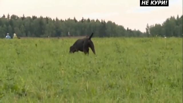 Какую ОХОТНИЧЬЮ собаку выбрать смотреть онлайн