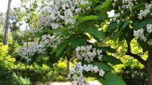 Катальпа бигнониевидная (Catalpa bignonioides) в Симферополе