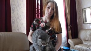 БРИТАНСКИЙ КОТ - СТОИТ ЛИ ЗАВОДИТЬ ТАКУЮ ПОРОДУ? ХАРАКТЕР БРИТАНСКИХ КОШЕК!)