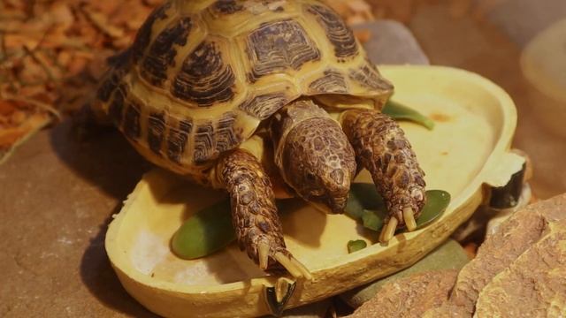 Среднеазиатская черепаха – чем кормить. Что можно и что нельзя давать черепахам?