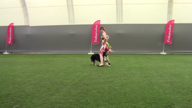 Открытый-Фристайл - Курицына Анастасия и австралийская овчарка Эпплдор борн ту импресс смотреть онлайн