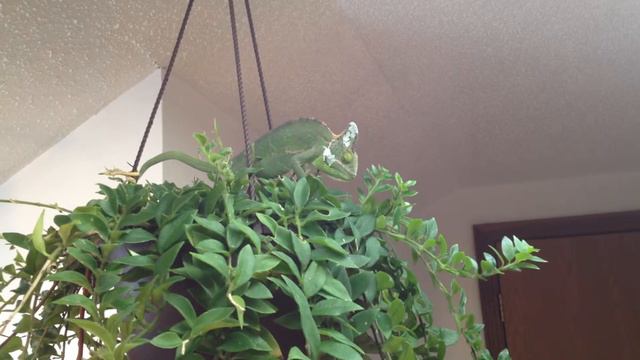 Midday snack #1 смотреть онлайн