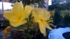 Wonderful nature - blooming flower Evening primrose