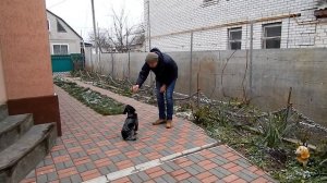 Дрессировка - Сидеть - Первое занятие - Два способа научить собаку команде Сидеть