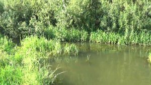 Брянск Болва пляж Власова будка и Барсучья грива