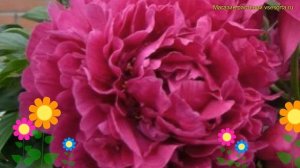 Пион многоцветковый. Краткий обзор, описание характеристик paeonia lactiflora Аркадий Гайдар