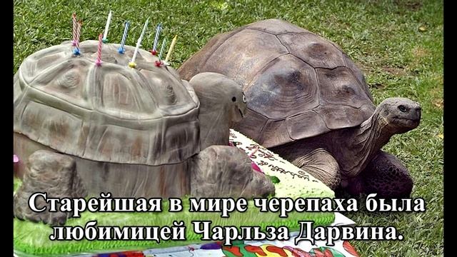 Самая старая в мире черепаха и ее история смотреть онлайн