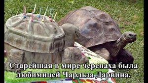 Самая старая в мире черепаха и ее история